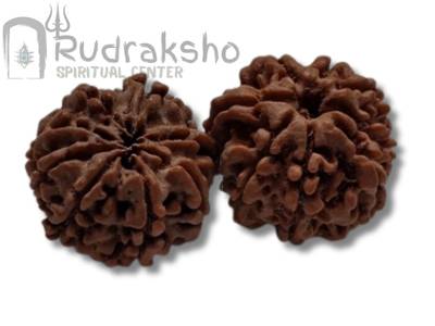 8 Mukhi Rudraksha from Nepal
